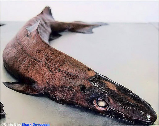 Centroselachus crepidater_09.jpg